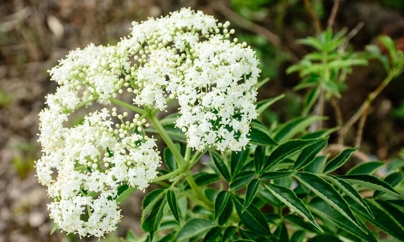 Βαλεριάνα: Φάρμακο για αϋπνία και πονοκέφαλο – Όσα πρέπει να γνωρίζετε για το ηρεμιστικό φυτό (βίντεο)